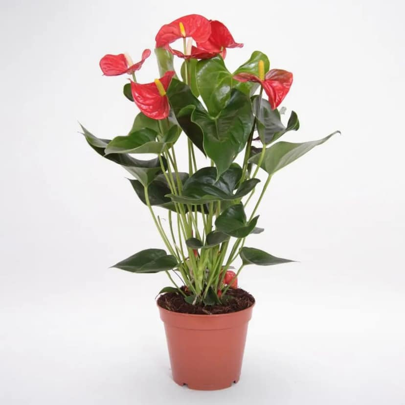 Red Anthurium Plant view 2