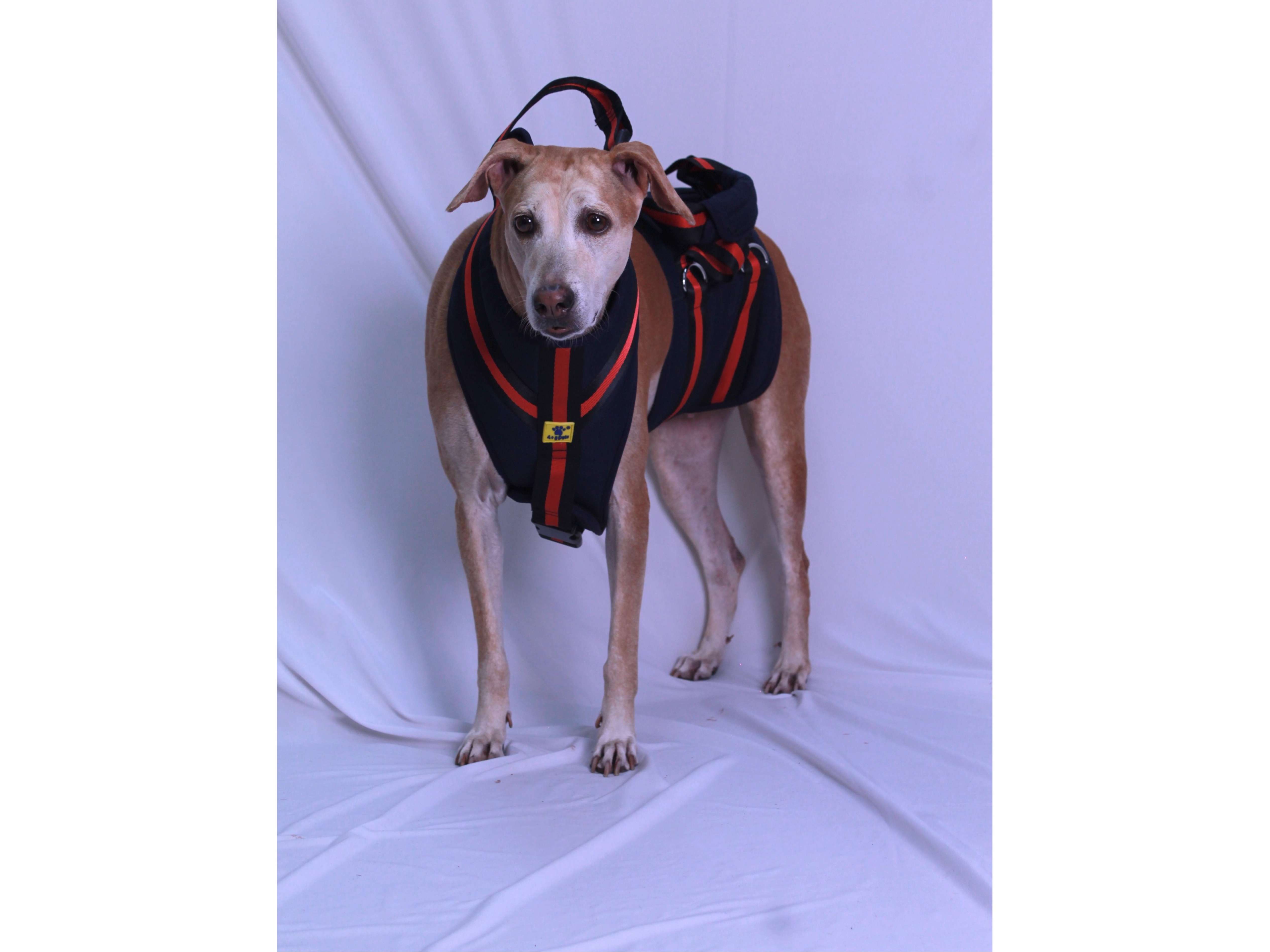 A+a Pets'Dog Lift Full Body Support Harness | Arthritis Paralyses Amputated Senior Older Dogs - 3XL-4XL