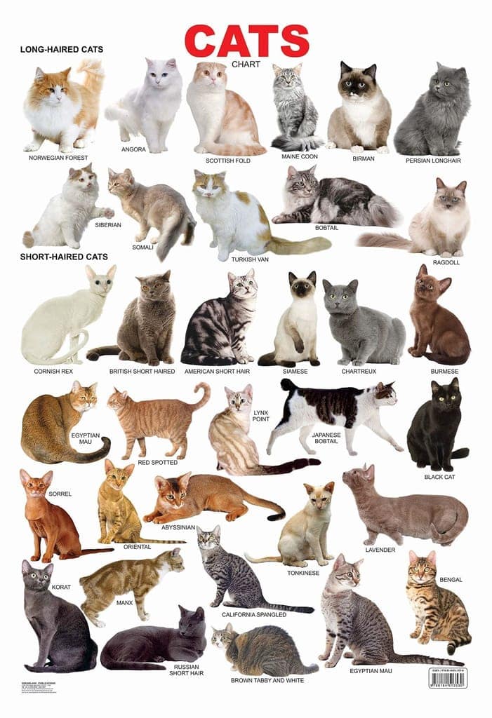 Cat Chart Educational Wall Chart For Kids - Both Side Hard Laminated (Size 48 x 73 cm) [Poster] Dreamland Publications