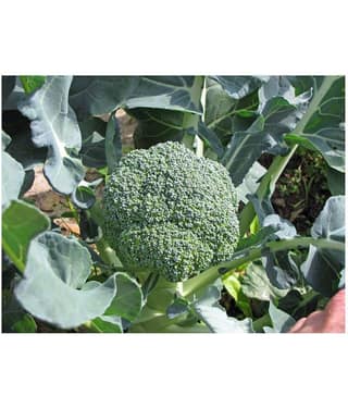 hybrid broccoli seeds with 100 grams of growing soil