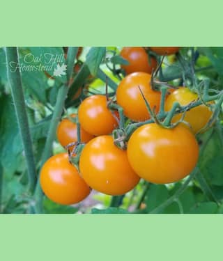 homeagro - Tomato Vegetable ( 100 Seeds )