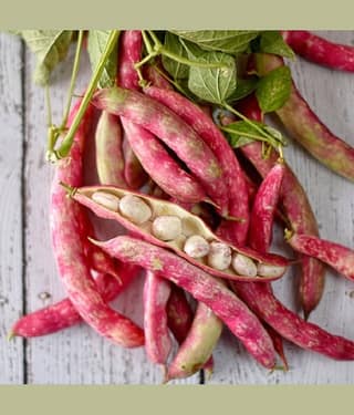 Jignisha Seeds Beans Vegetable ( 15 Seeds )