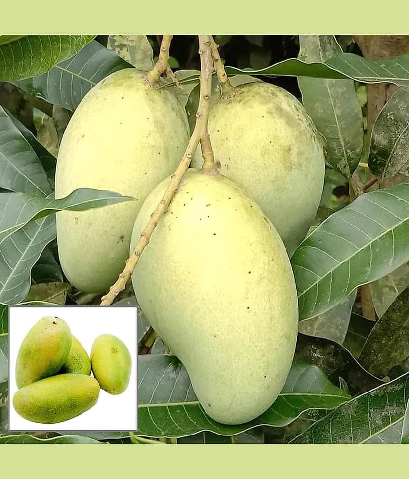 Cloud Farm Outdoor Mango Fruit Plant Pack of 1 view 2