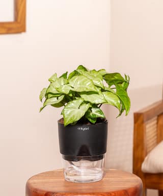 KYARI Syngonium Pixie White + Water 4" Pot- Black