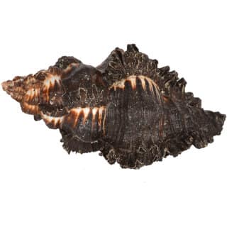 KESAR ZEMS Natural Ketu Shankh Original Shankhu SEASHELL Stone Non-Blowable For Pooja Ornaments 8 x 6 x 5.7 cm, Cream