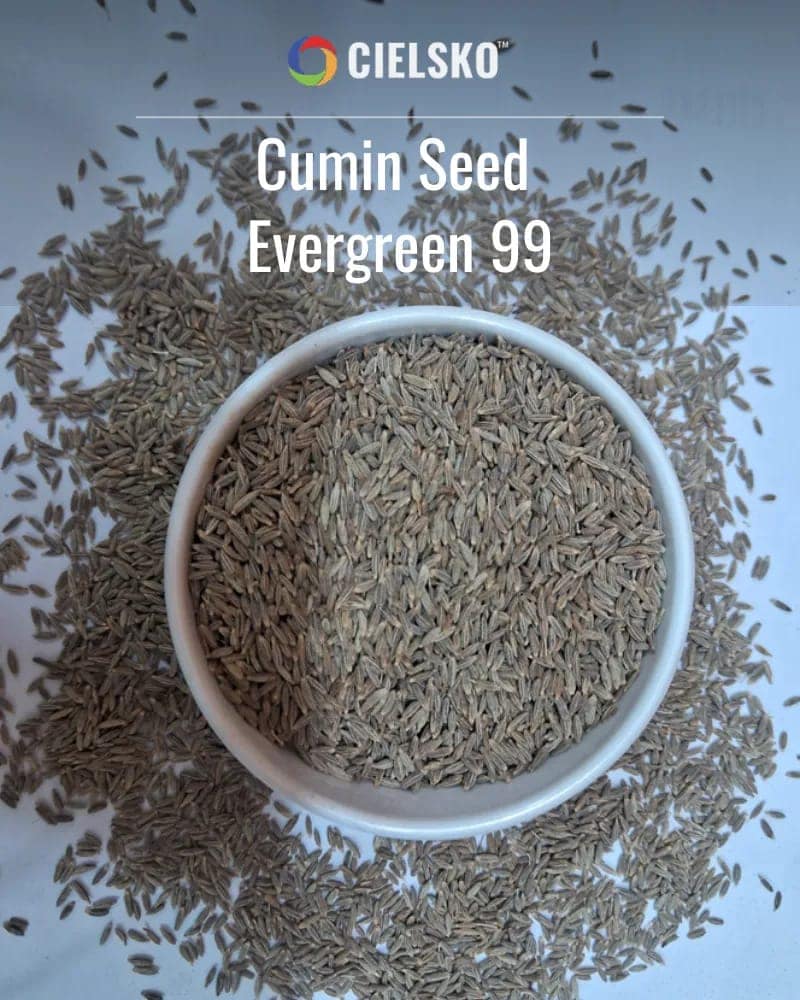 CIELSKO Jeera (Cumin Seeds ) Whole Spice-100g view 3