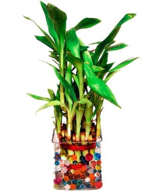Green plant indoor - Green Wild Artificial Flowers With Pot ( Pack of 1 )