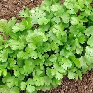fresh green coriander