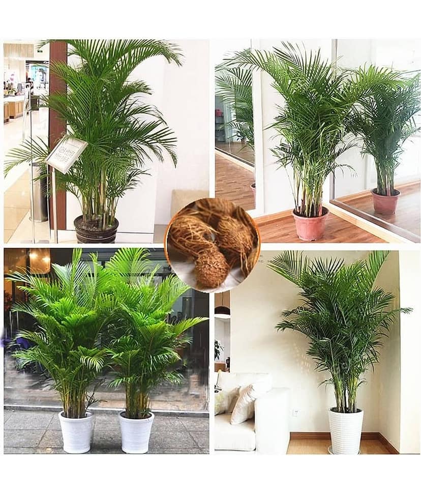 homeagro - Areca palm Plant ( 5 Seeds ) view 2