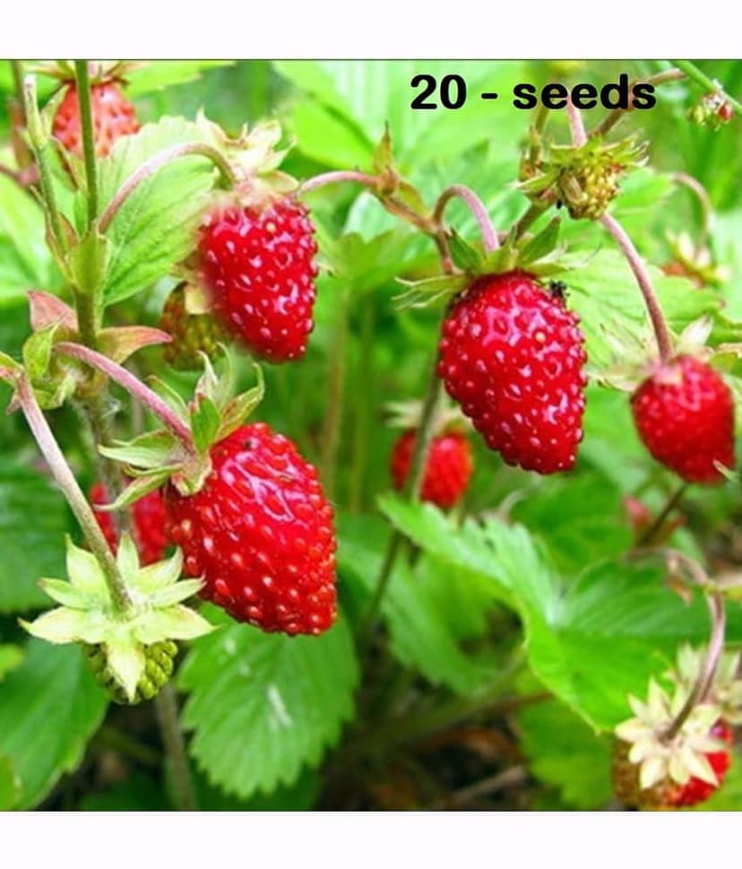 Strawberry Alpine Fragaria Variety seed ( 20 Seeds)