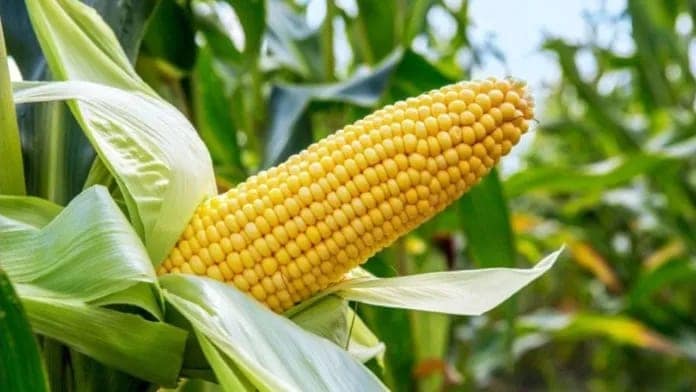 Maize (Corn) view 2