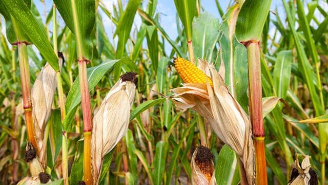 Maize (Corn) view 3