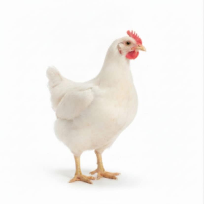 Fresh Chicken - 1 kg - One whole chicken