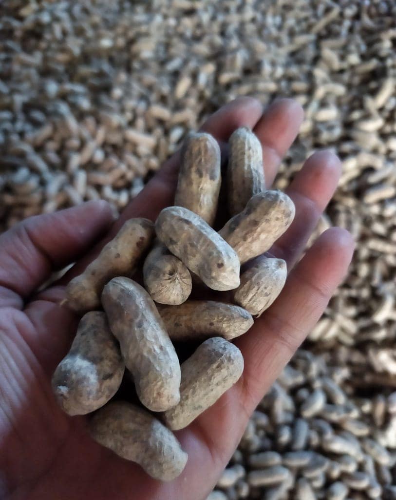GROUNDNUT view 4