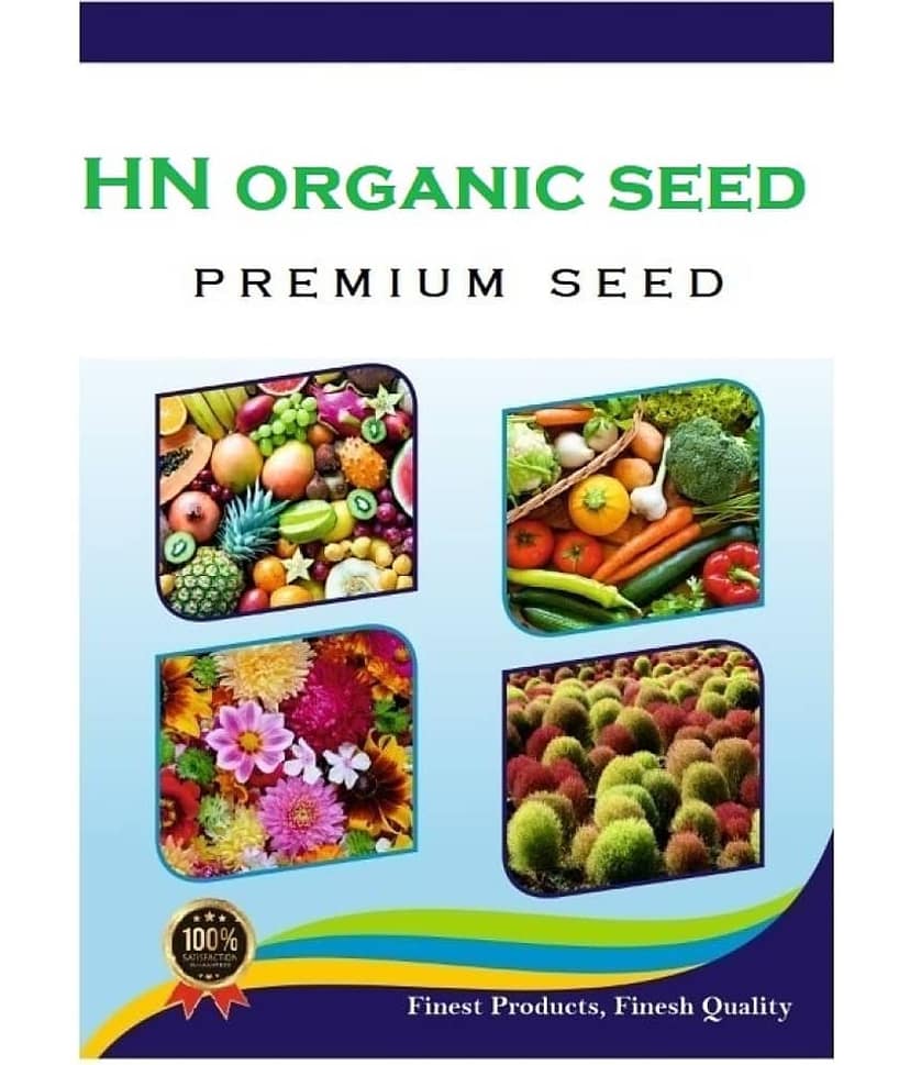 HN organic seed - Chrysanthemum Flower ( 50 Seeds ) view 2