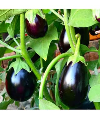 Brinjal Plant Brinjal Vegetable ( 50 Seeds )