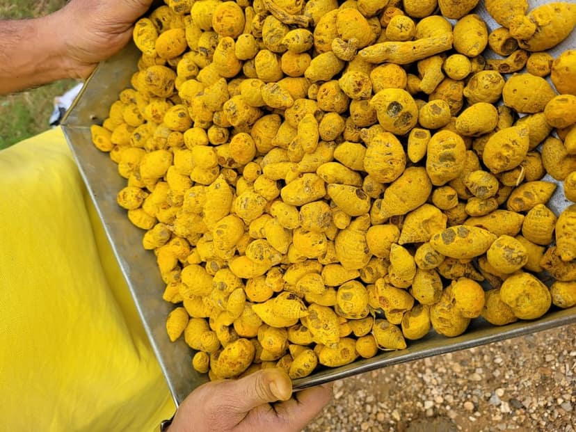 Salem Turmeric Gatta, (BULB) view 3