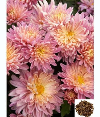 homeagro - Indian Chrysanthemum Mixed Flower ( 50 Seeds )