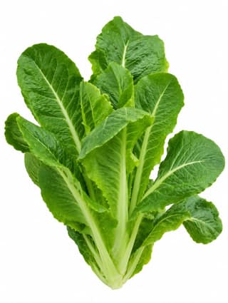 Romaine Lettuce