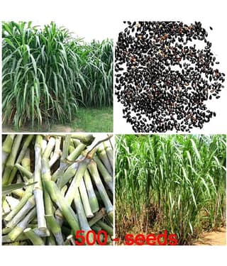 GREEN EARTH JUMBO GRASS SEEDS Nederland grass 500 seeds best for animal feeding