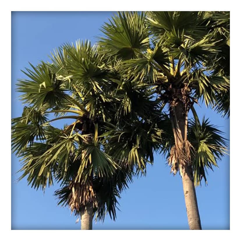 Dates Palm Sugar 1Kg view 4