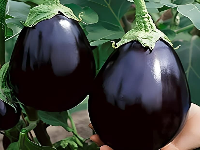 Agro Seeds Brinjal Round (Gol Begun) 50+ Seeds for Home Garden, 0rganic & Hybrid, Perfect for Home Gardening, Planting For Pots and Patio, Begun view 2
