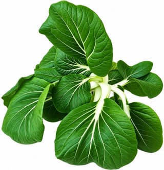 White Bok Choy