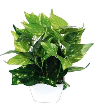 Green plant indoor Artificial Money Plant Bonsai Green Bonsai Plastic - Pack of 1