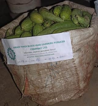 Ridge gourd