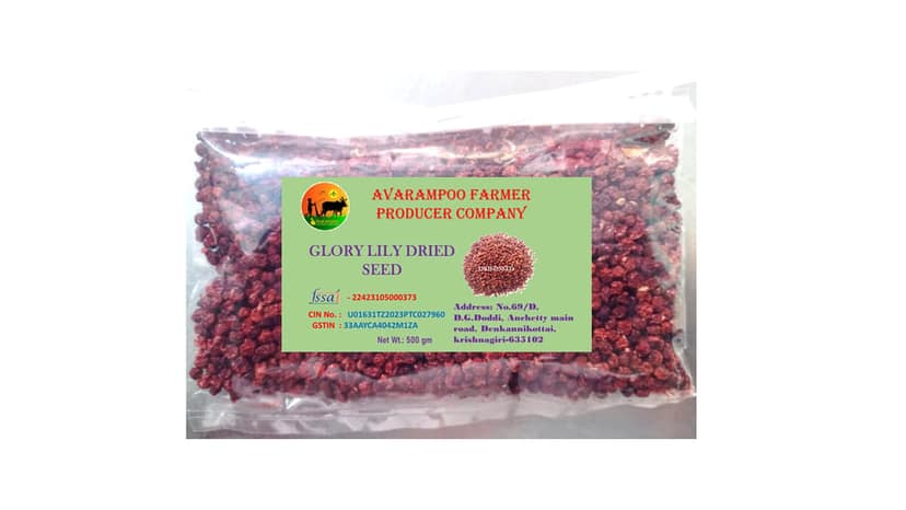 Glory Lily Seeds - 500gm
