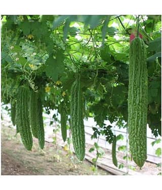 Bitter Gourd(Karela) Jhalri Long - Desi Vegetable Seeds 15