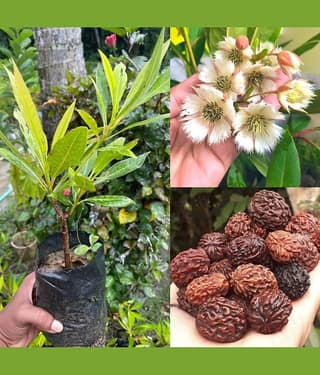 Cloud Farm Outdoor Fruit Plant ( Pack of 1 )
