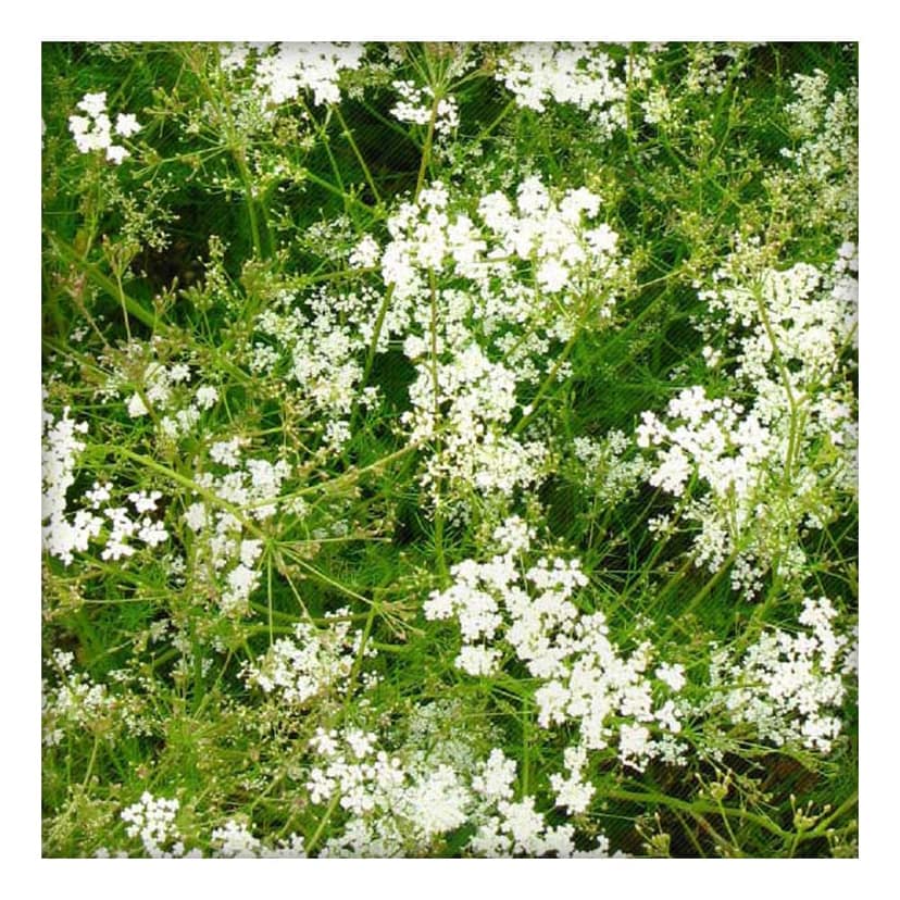 Cumin Seeds (Jeera) 100g view 4