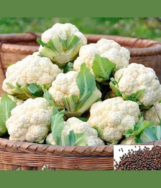 homeagro - Cauliflower Vegetable ( 50 Seeds )
