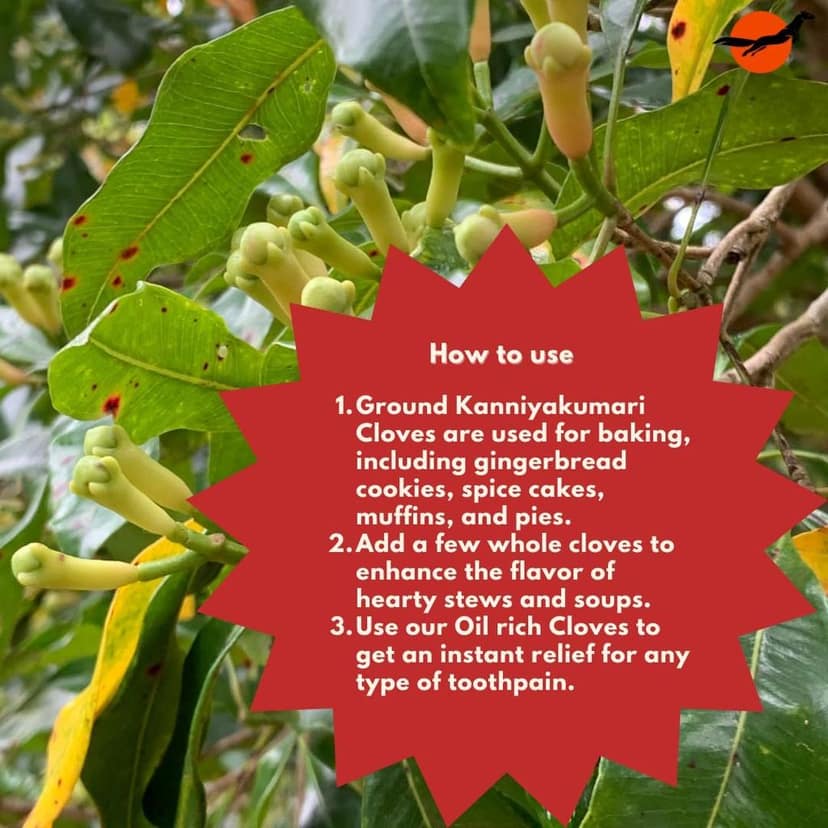 Nilgiri Marten Kanniyakumari Cloves (Laung), GiTagged, 21% Oleoresin Content view 4