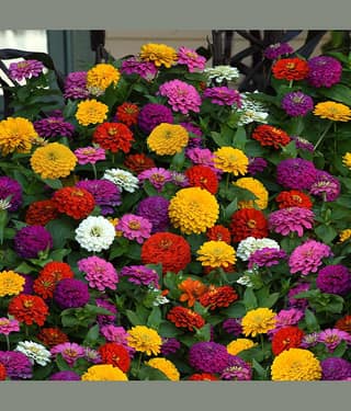homeagro - Zinnia Mixed Flower ( 20 Seeds )