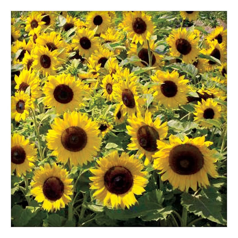 Sunflower Seeds 100gm view 5