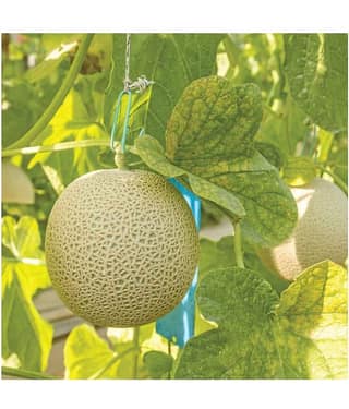 Joycity Musk Melon Organic Fruit Seeds- 25+ Seeds