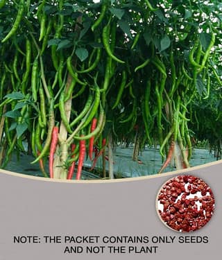 Chilli G 4 - Desi Vegetable Pack Of 50 Seeds