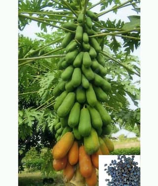 Papaya, Papita Dwarf Fruit 100 Seeds