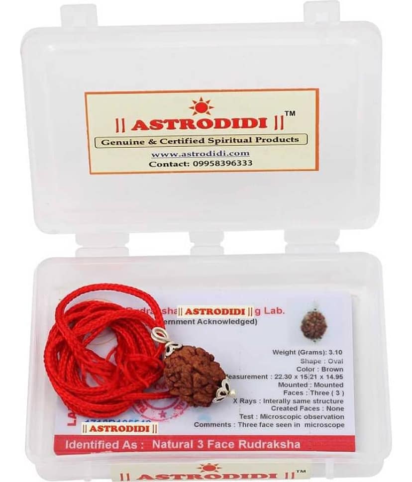 Astrodidi 3 Mukhi Rudraksha (Lab Certified) Pendant view 2