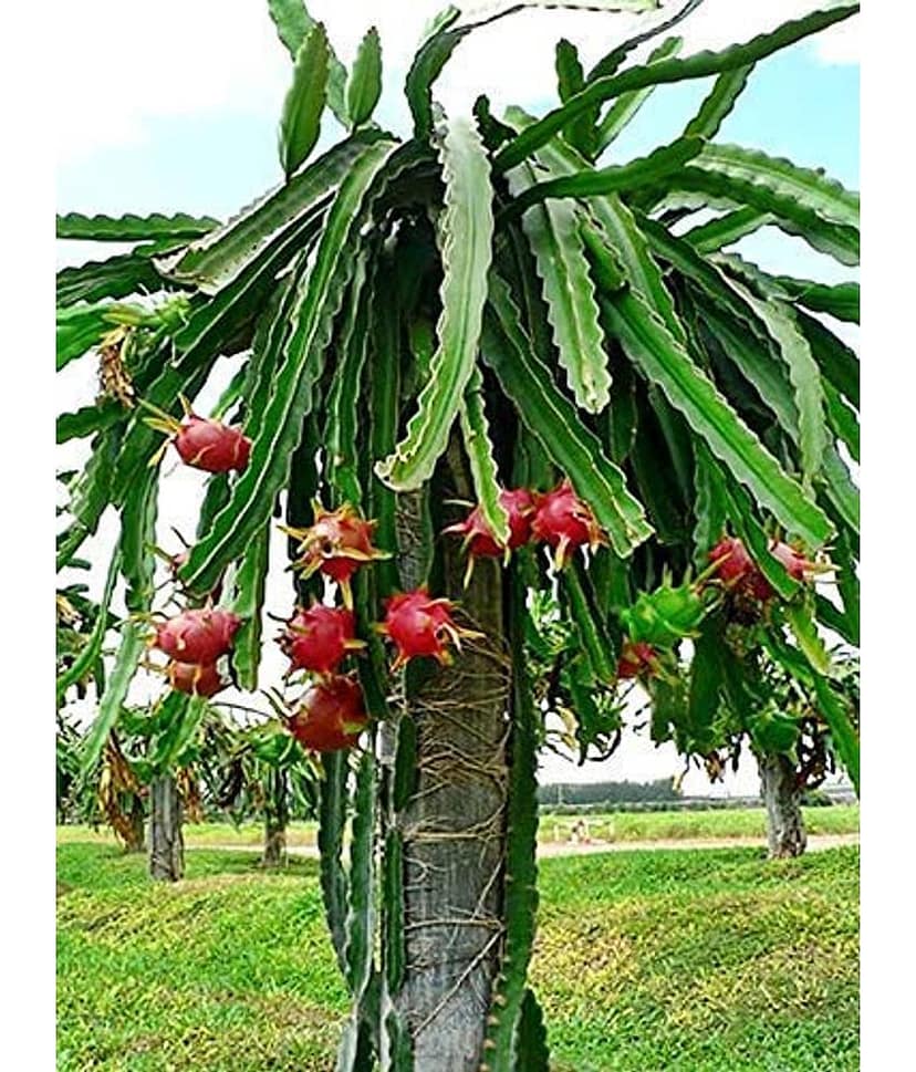 Cloud Farm Outdoor Fruit Plant ( Pack of 3 ) view 2