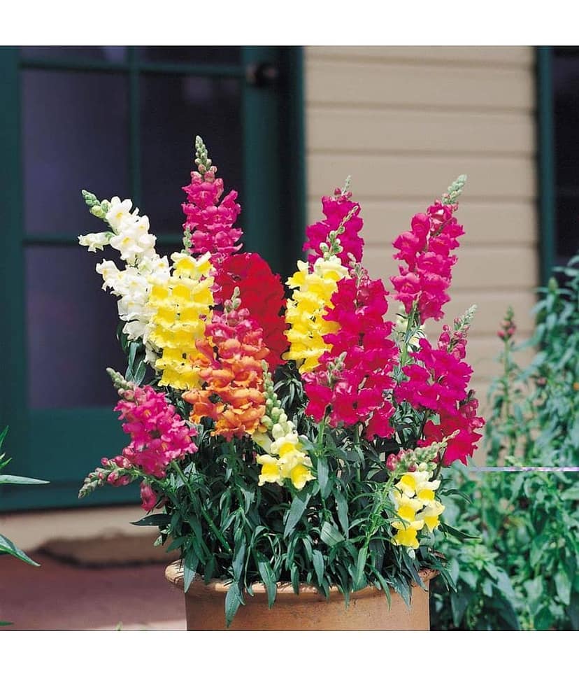 National Gardens Baby Snapdragon Flower Seeds view 2