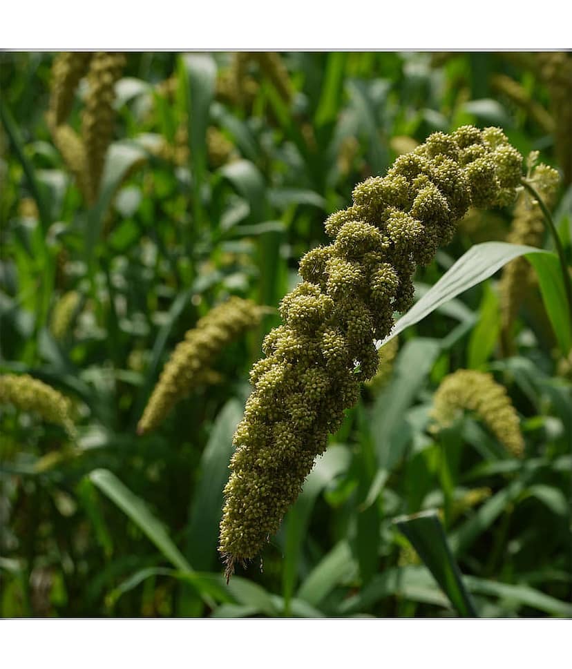 Ekgaon Foxtail Millet 950 gm view 4