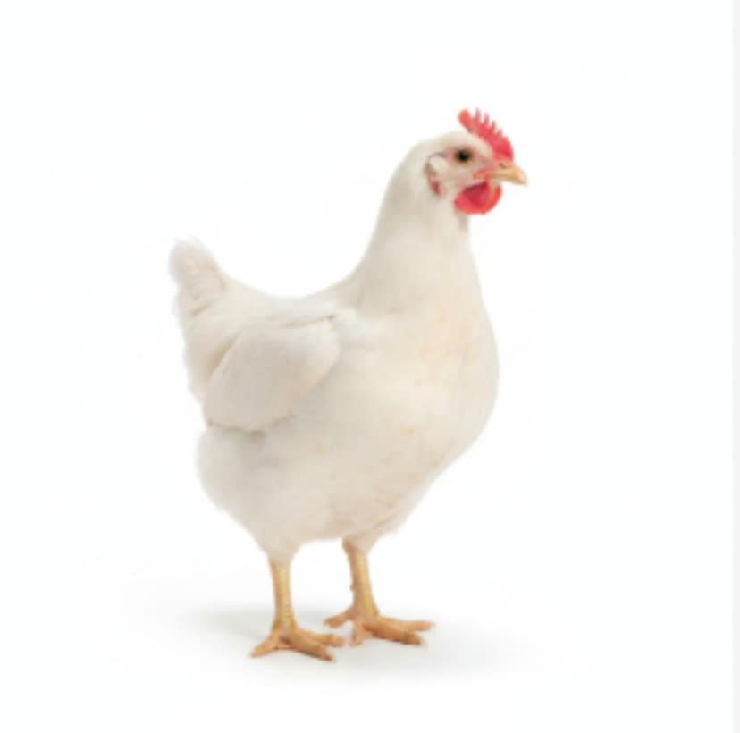 Fresh Chicken - 1 kg - One kilogram pack view 2