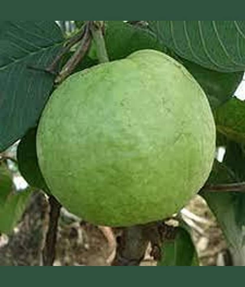 Cloud Farm Outdoor Fruit Plant ( Pack of 1 ) view 2