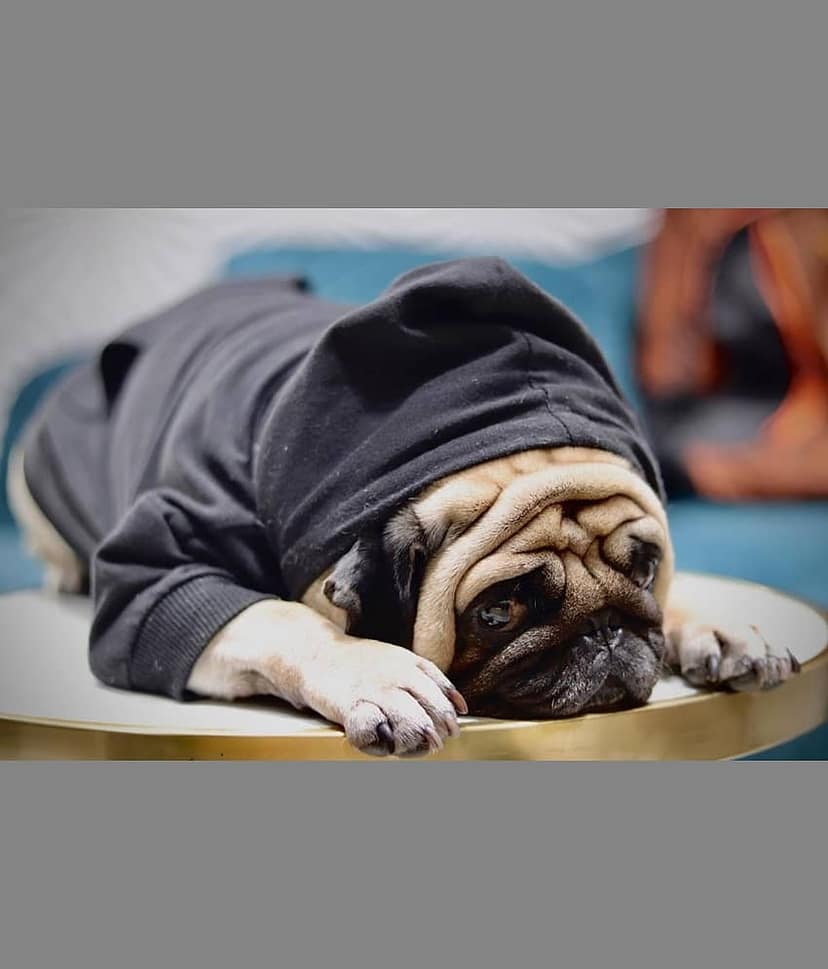Baeship Studio Black Cotton Dog Large Jacket view 3