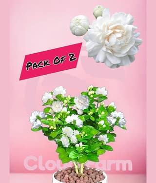 Cloud Farm Outdoor Flower Plant ( Pack of 2 )