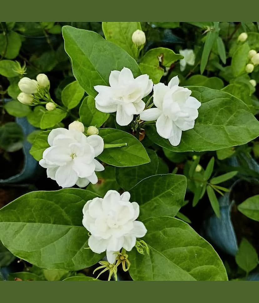 Cloud Farm Outdoor Flower Plant ( Pack of 2 ) view 2