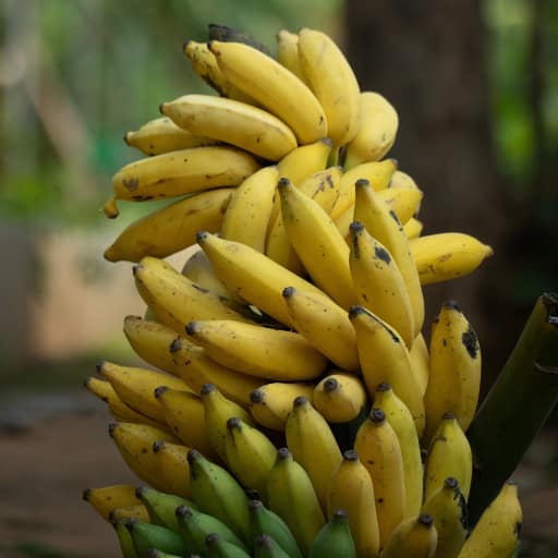 Akshayakalpa Organic Banana 500Gm view 2
